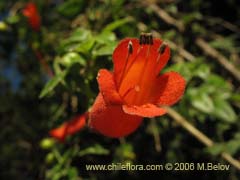 Bild von Mitraria coccinea (Botellita/Vochi-vochi)